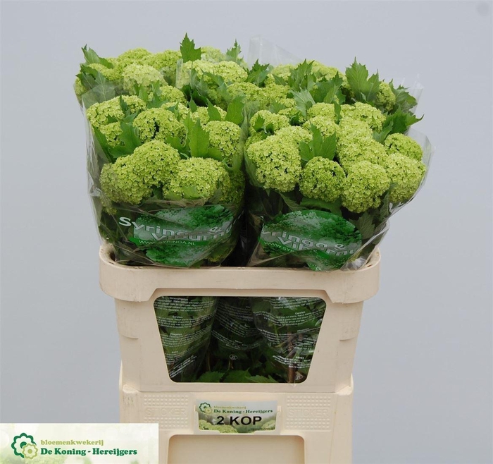 <h4>Viburnum Roseum St 2 Bal</h4>