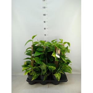 Epipremnum pinn.   ...moss stick