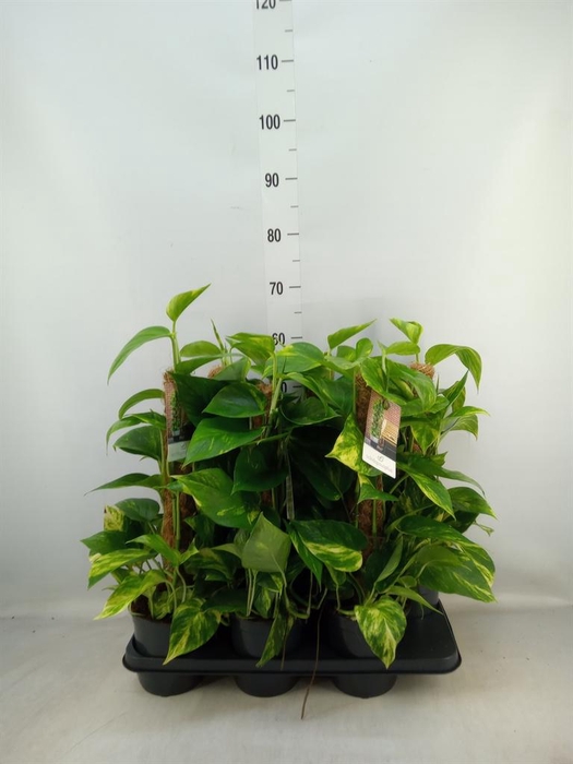 <h4>Epipremnum pinn.   ...moss stick</h4>