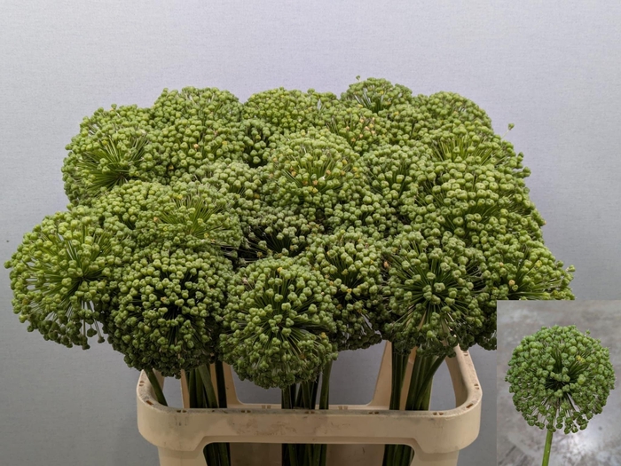 <h4>ALLIUM ZAADBOLLEN</h4>