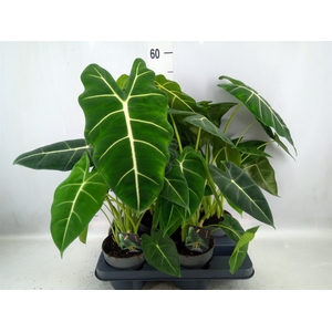 Alocasia   ...