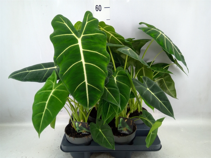 <h4>Alocasia   ...</h4>