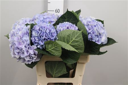 <h4>Hydr M Royal Supreme</h4>