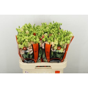 EUS G ALISSA L APRIC