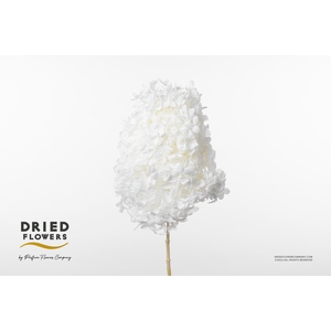 Dried Bleached Hydrangea Tower