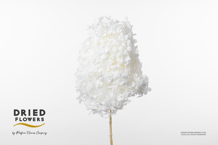 <h4>Dried Bleached Hydrangea Tower Shape XXL</h4>