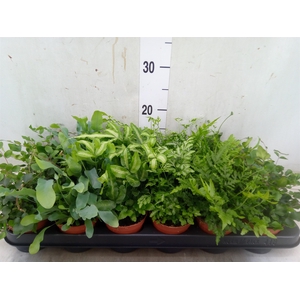 Ferns   ...mix