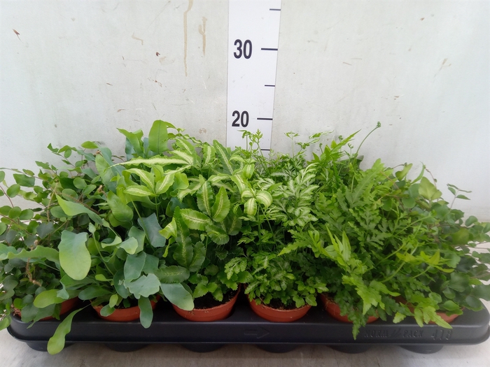 <h4>Ferns   ...mix</h4>