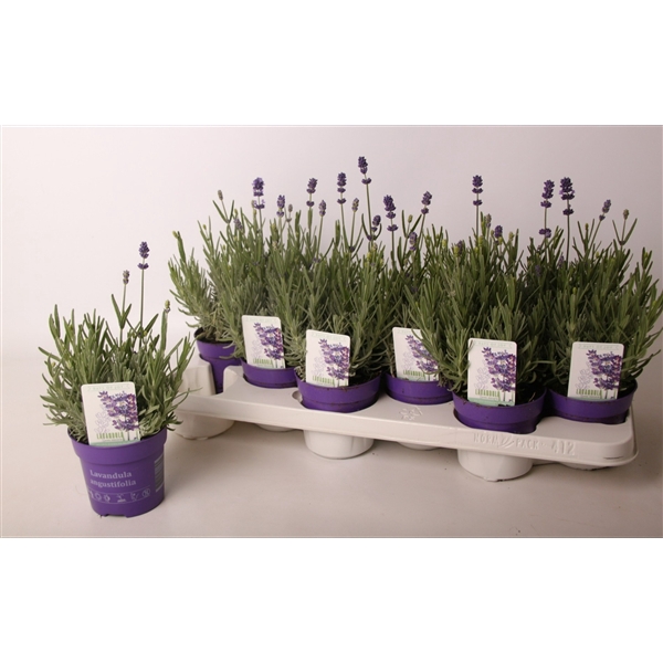 <h4>Lavandula ang. 'Hidcote' 10,5 cm</h4>