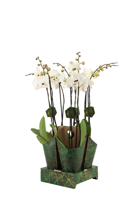 <h4>Signature Golden Nature Cover Phal Reyoung Prince 2T16+</h4>