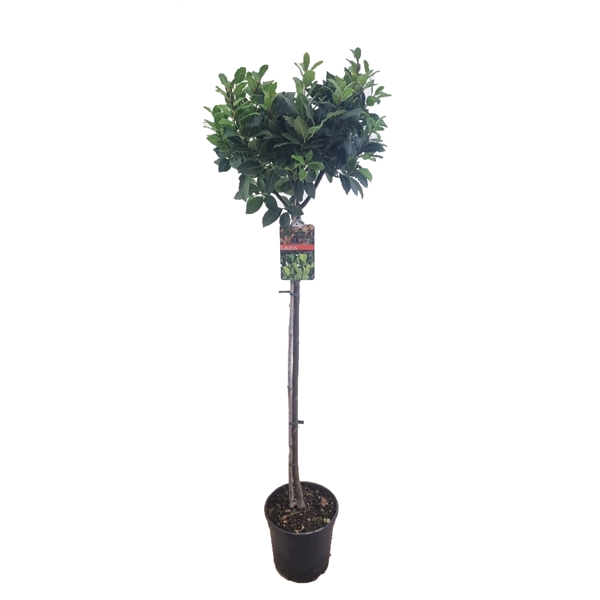 <h4>Laurus nobilis</h4>