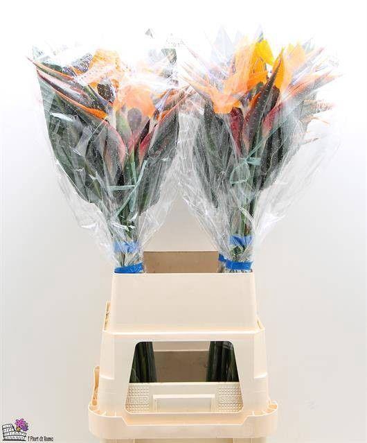 <h4>STREL REGINAE BLOEM</h4>