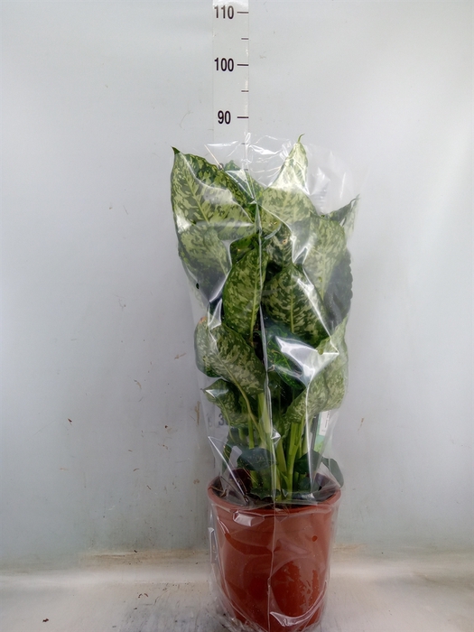 <h4>Dieffenbachia  'Reflector'</h4>