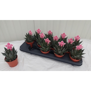 ALOE TIKI TAHI