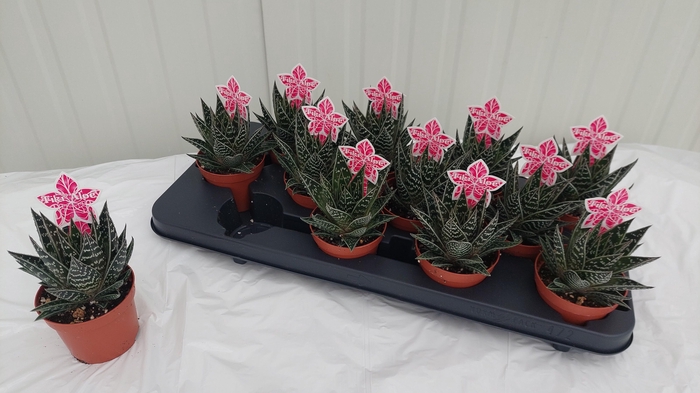 <h4>ALOE TIKI TAHI</h4>