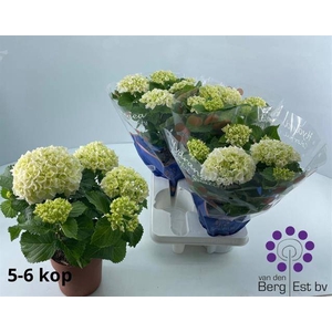 .Hydrangea macrophylla crystal palace