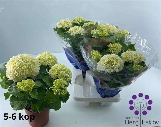 <h4>.Hydrangea macrophylla crystal palace</h4>