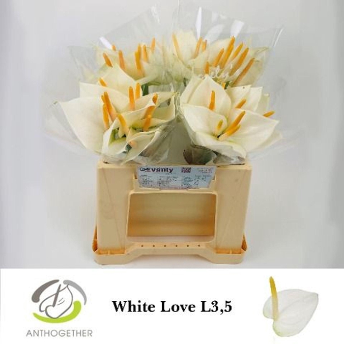 <h4>Anthurium andr. 'White Love'</h4>