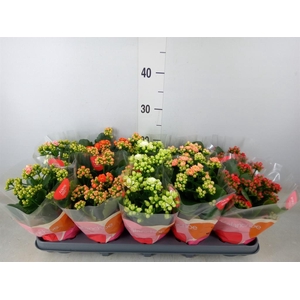 Kalanchoe blos.   ..rosebud rs fl 5