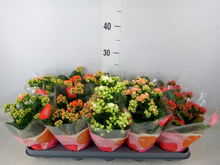 <h4>Kalanchoe blos.   ..rosebud rs fl 5</h4>