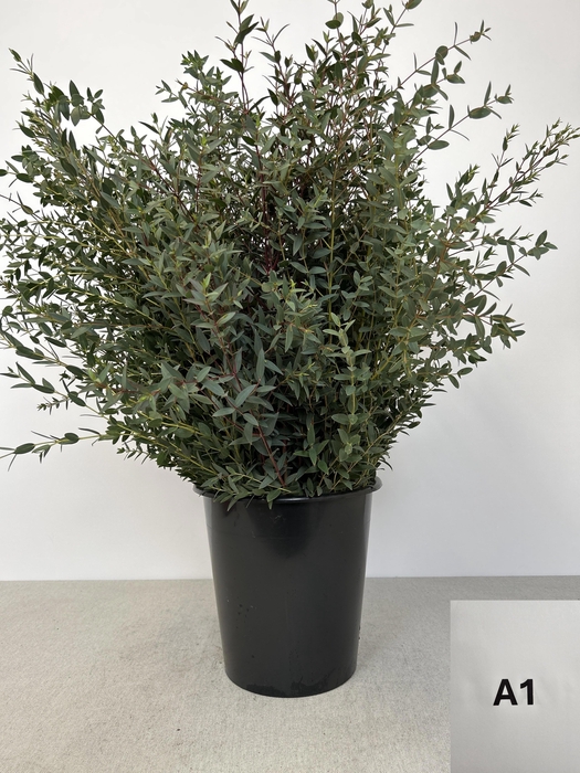 <h4>EUC PARVIFOLIA PB</h4>