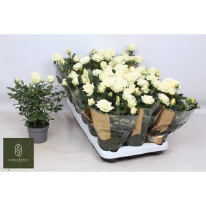 RO PEARL KORD GR