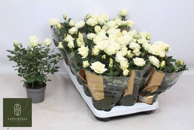 <h4>RO PEARL KORD GR</h4>