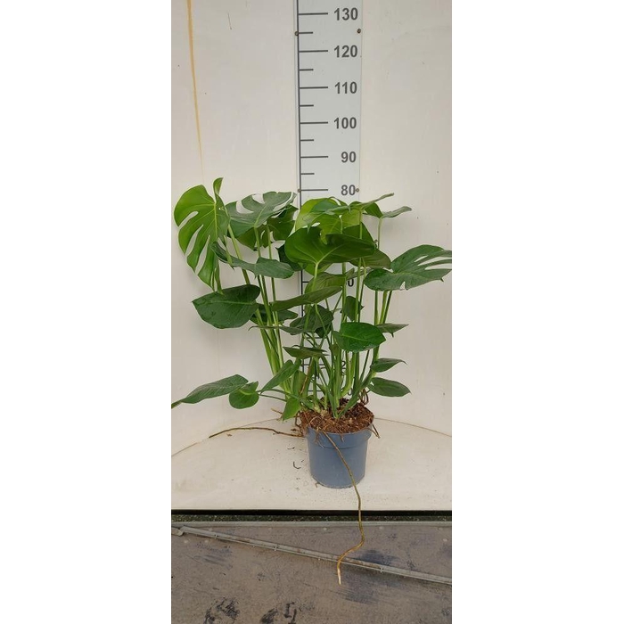 <h4>MONSTERA DELICIOSA</h4>