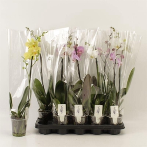 PHAL GEM