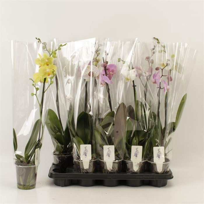 <h4>PHAL GEM</h4>