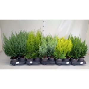 Conifers   ...