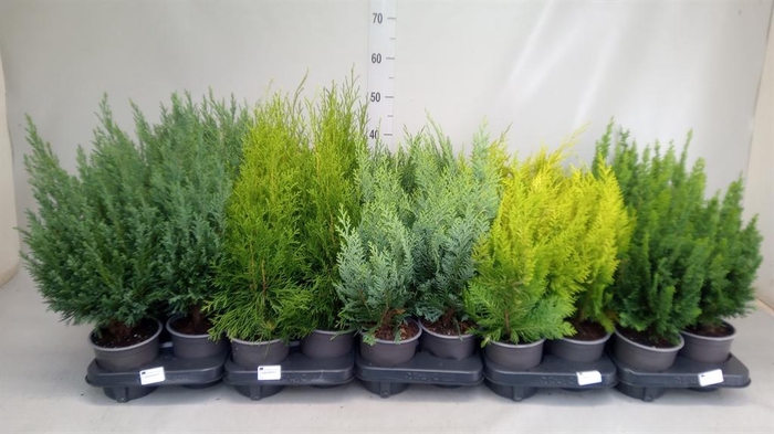 <h4>Conifers   ...</h4>
