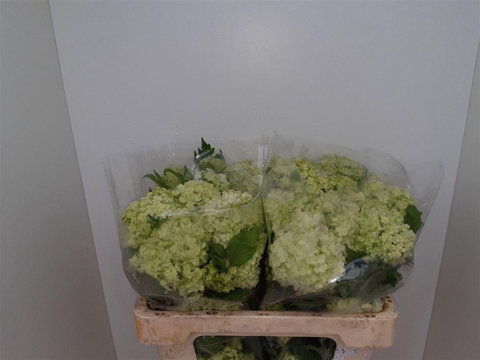 <h4>Viburnum Roseum St</h4>