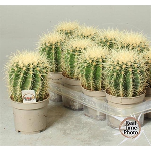Echinocactus Grusonii (Cites) 12Ø 25cm