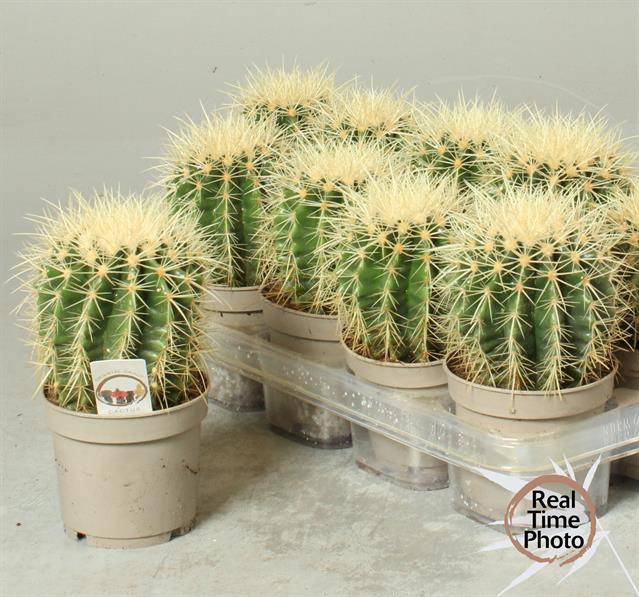 Echinocactus Grusonii (Cites) 12Ø 25cm