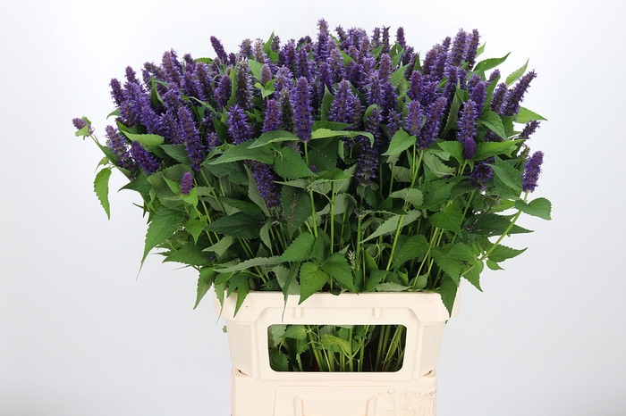 <h4>Agastache Paars</h4>