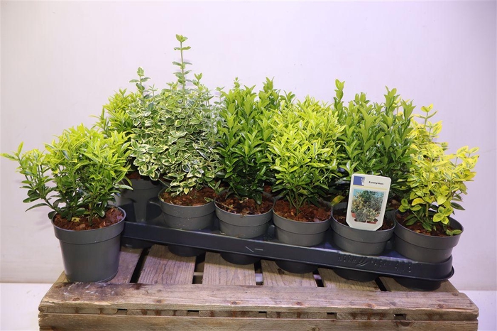 <h4>Euonymus Jap Gem</h4>