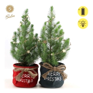 Pinus pinea 'Silver Crest' P17 in Bag X-mas Duo + Starlight