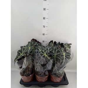 Alocasia amazonica 'Polly'