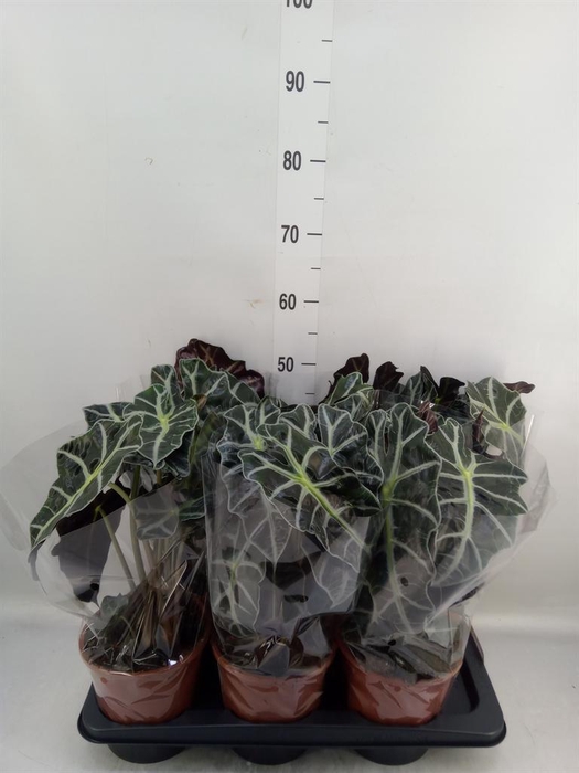 <h4>Alocasia amazonica 'Polly'</h4>