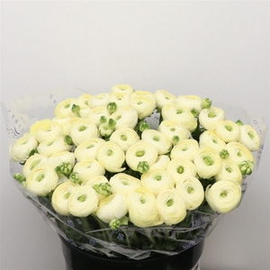 Ran Su Sr Commedia Creme Super