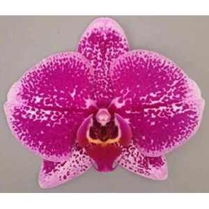Limited | Obidos 3 spike | Your Natural Orchid