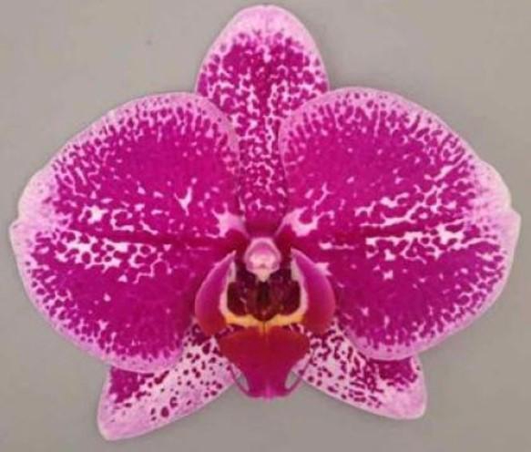 <h4>Limited | Obidos 3 spike | Your Natural Orchid</h4>