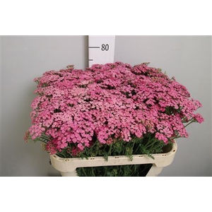 Achillea millef. 'Daphne'