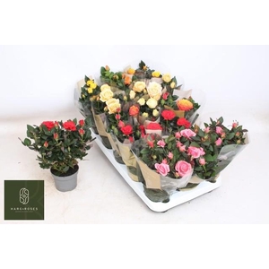 RO KORDAN GRANDE GEM