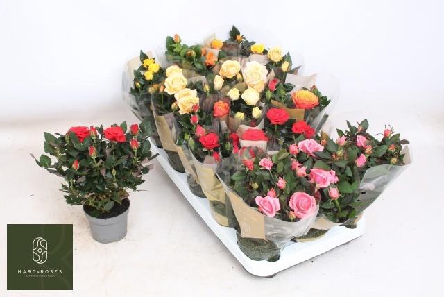 <h4>RO KORDAN GRANDE GEM</h4>