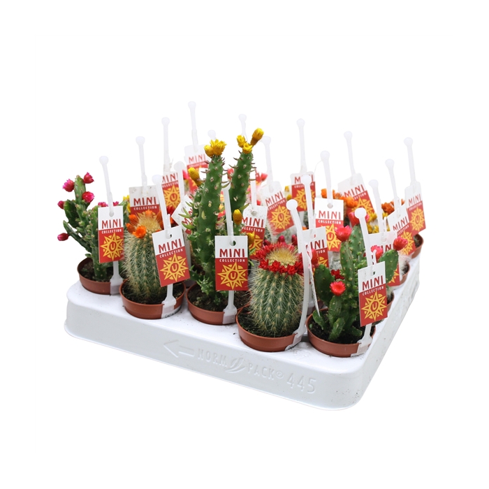 <h4>Cactus mix strobloem 5,5 cm met picker+etiket</h4>