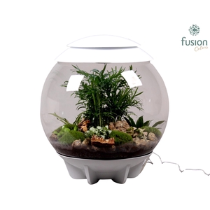 Terrarium XXL Exclusive wit met arrangement
