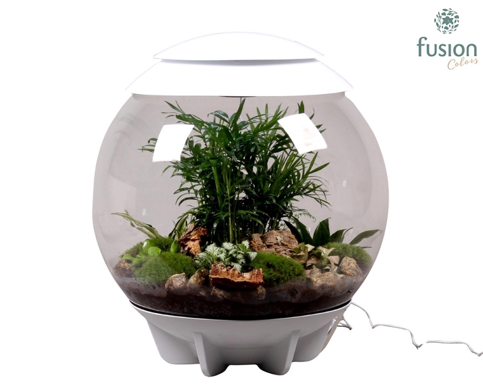 <h4>Terrarium XXL Exclusive wit met arrangement</h4>