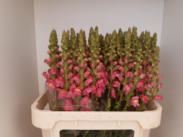 <h4>ANTIR POTO ROSE</h4>